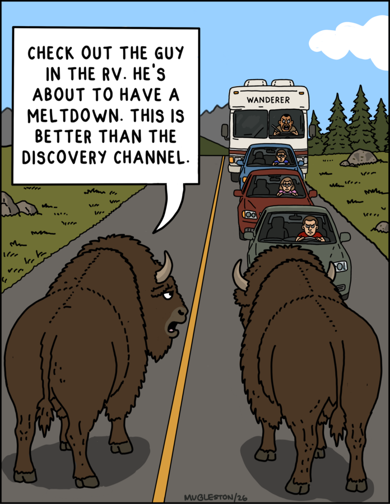 A pair of bison casually block traffic in a national park while enjoying the increasingly angry reactions from tourists trapped behind them.