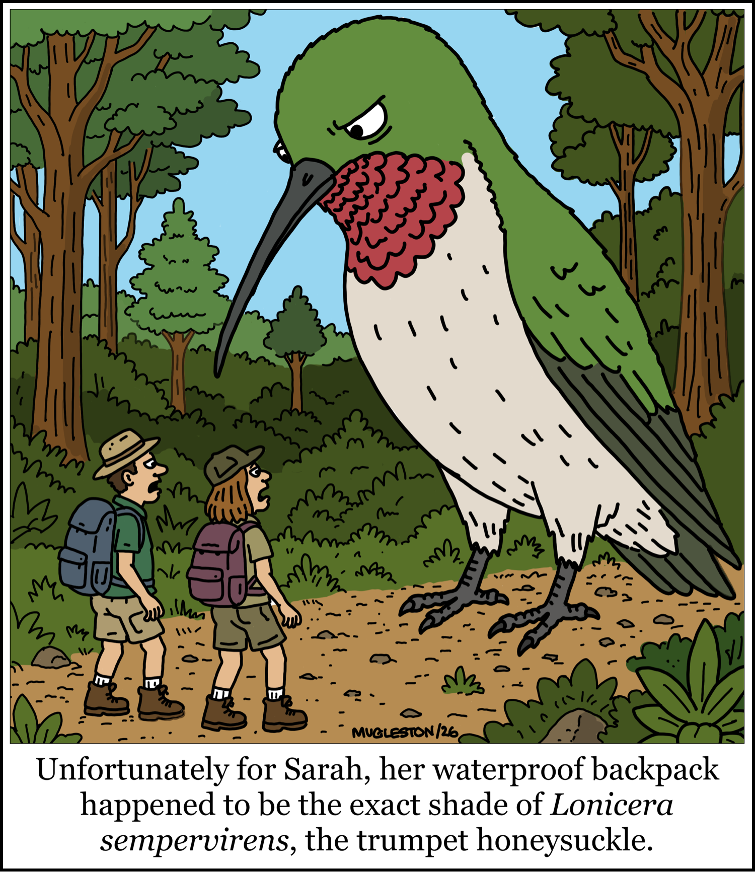 Two hikers in a forest stare nervously at an enormous hummingbird towering over the trail. The giant bird looks annoyed as it glares at Sarah&rsquo;s bright red backpack. Caption: &ldquo;Unfortunately for Sarah, her waterproof backpack happened to be the exact shade of Lonicera sempervirens, the trumpet honeysuckle.&rdquo;